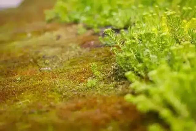 1277星际电子(中国游)官方游戏网址